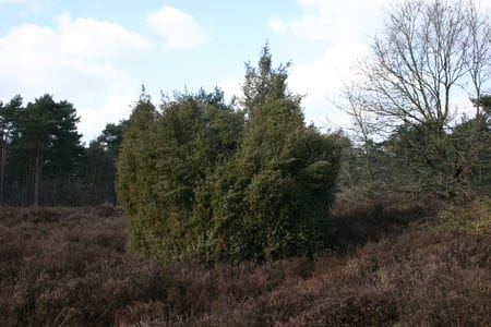 Jeneverbes (Juniperus communis) in het Schuitwater